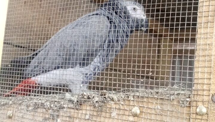 Grey parrot with a red tail