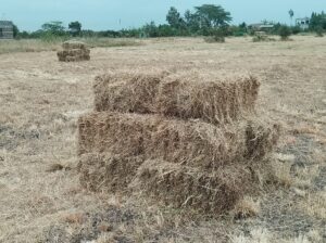 Boma Rhodes Hay For Sale