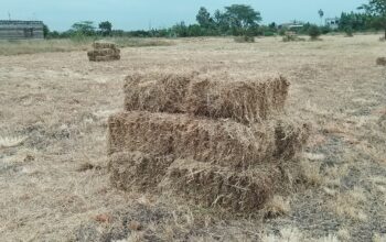 Boma Rhodes Hay For Sale