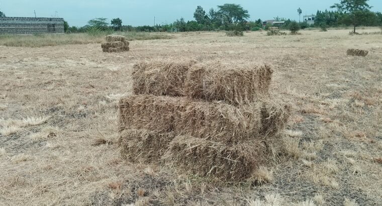 Boma Rhodes Hay For Sale