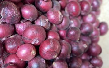 Red Bulb Onions