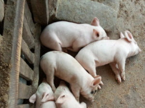 Piglets for sale