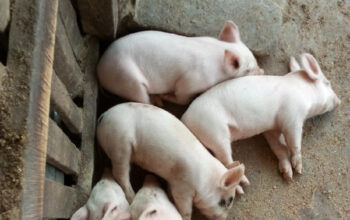 Piglets for sale