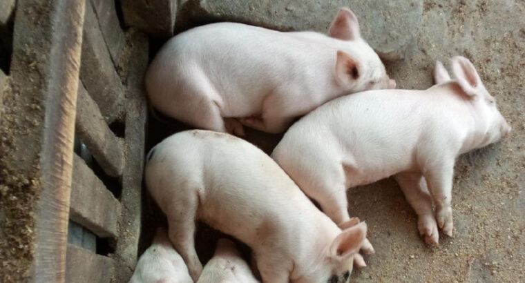 Piglets for sale