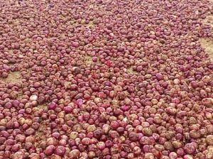 Red Bulb Onions