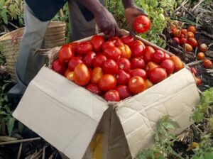 Grade 1 Tomatoes 80 kshs