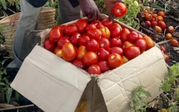 Grade 1 Tomatoes 80 kshs