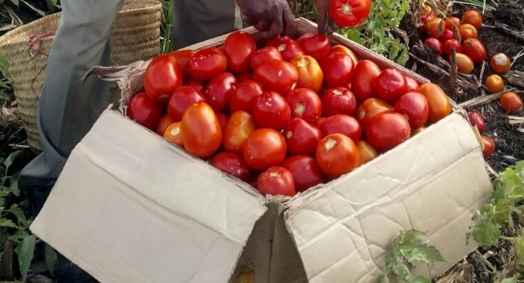 Grade 1 Tomatoes 80 kshs