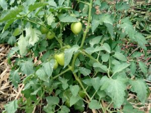 Grade 1 Tomatoes 80 kshs (nego