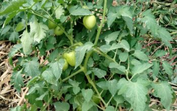 Grade 1 Tomatoes 80 kshs (nego