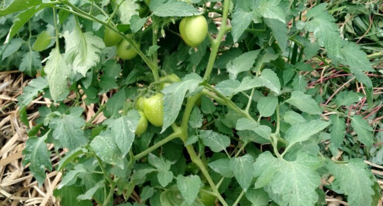 Grade 1 Tomatoes 80 kshs (nego