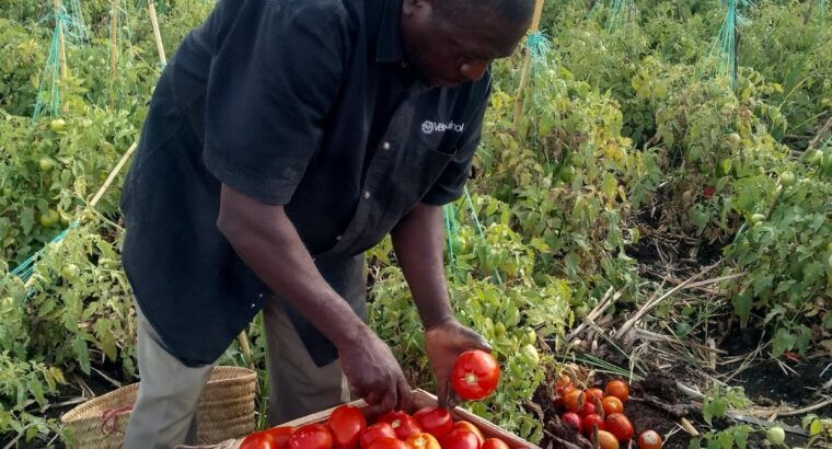 Grade 1 Tomatoes 80 kshs (nego