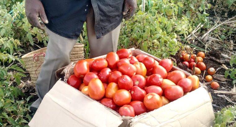 Grade 1 Tomatoes 80 kshs (nego