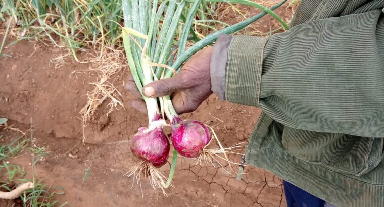 Red Bulb Onions