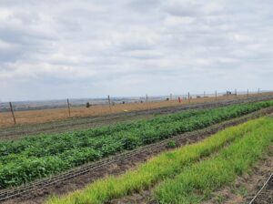 Fresh Organic Kunde and Veges