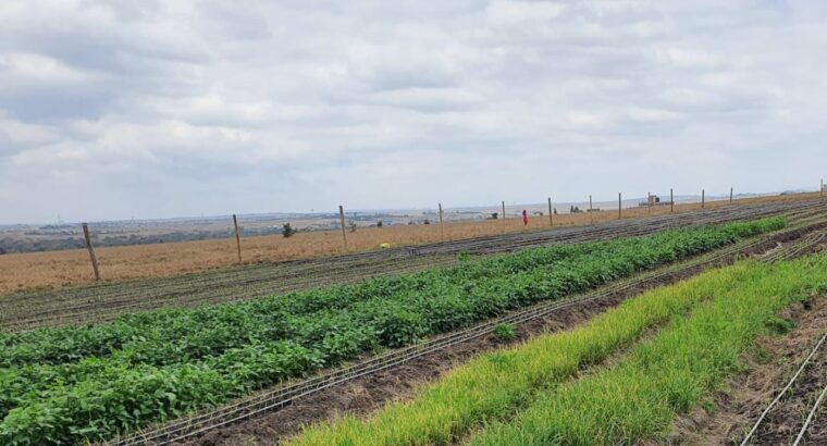 Fresh Organic Kunde and Veges