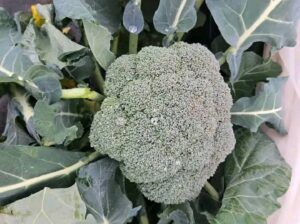 Fresh Broccoli and Cauliflower