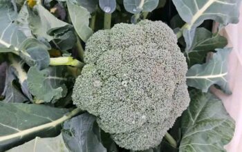 Fresh Broccoli and Cauliflower