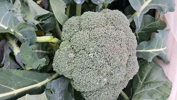 Fresh Broccoli and Cauliflower