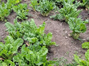 Large size spinach