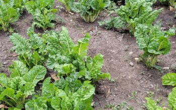 Large size spinach