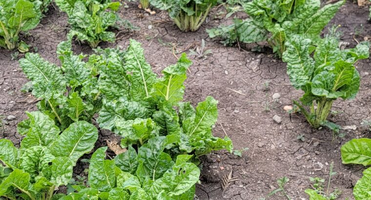 Large size spinach