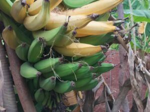 Organic Plantain bananas