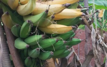 Organic Plantain bananas