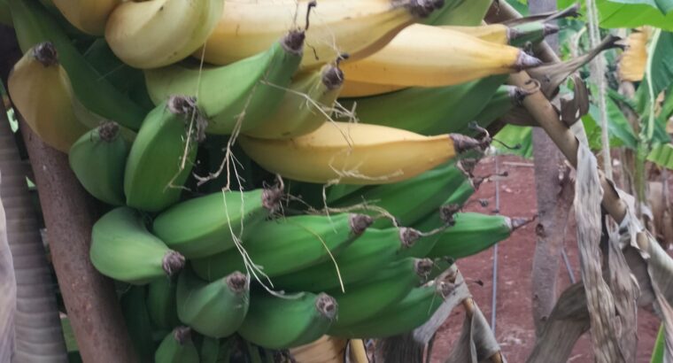 Organic Plantain bananas