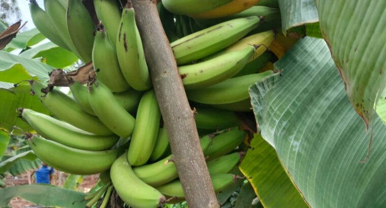 Organic Plantain bananas