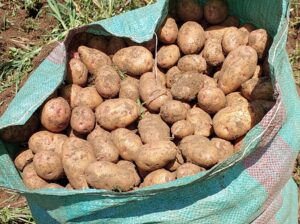 I am selling potatoes