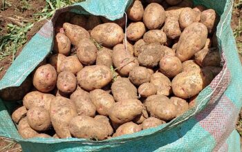 I am selling potatoes