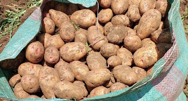 I am selling potatoes