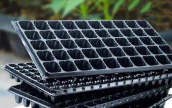 Seedlings Trays