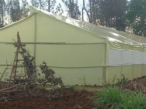 Wooden Greenhouses