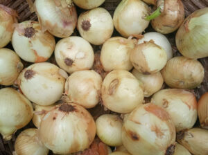 Fresh White Onions