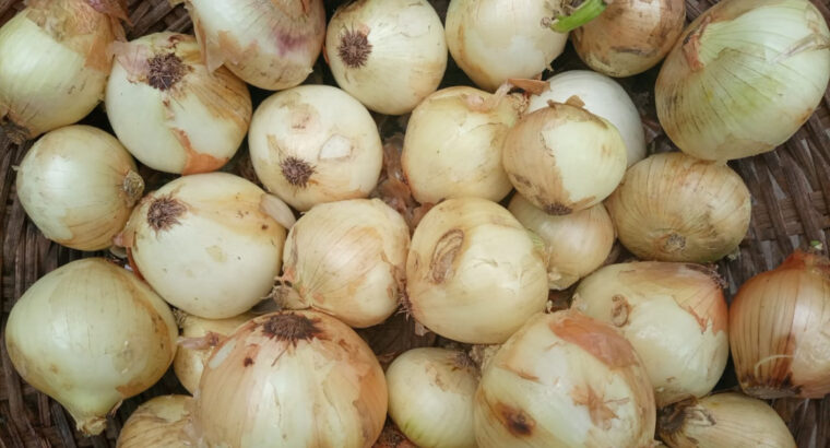 Fresh White Onions