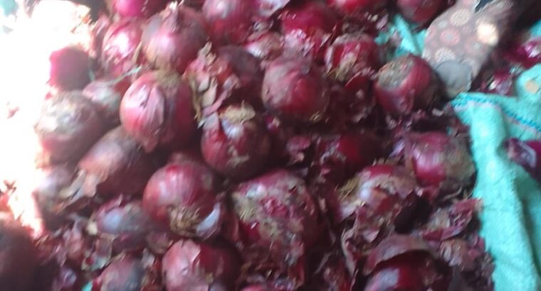 Red Bulb Onions