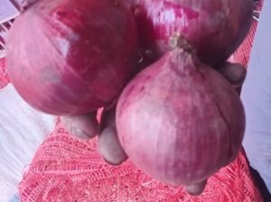 Red onions for sale