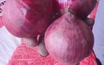 Red onions for sale