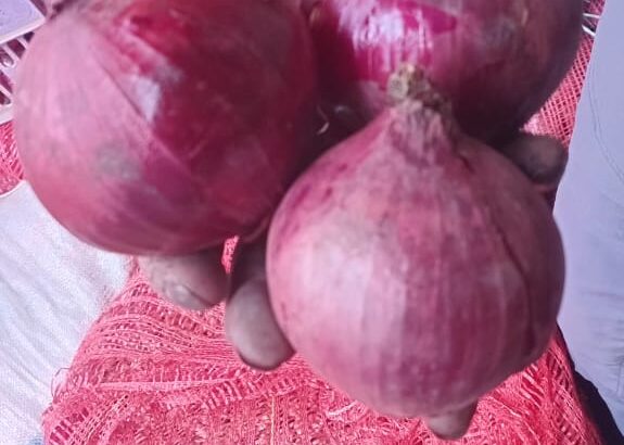 Red onions for sale