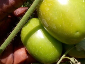 Fresh Tomatoes for sale