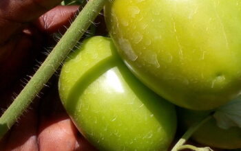 Fresh Tomatoes for sale