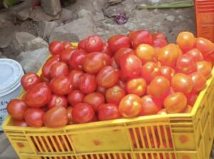 TOMATOES ON SALE