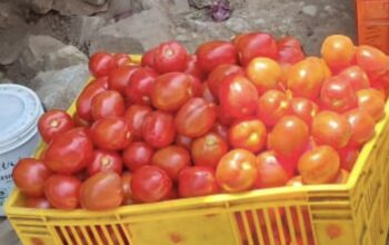 TOMATOES ON SALE