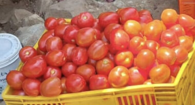 TOMATOES ON SALE