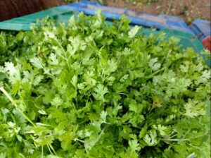 Coriander (Dhania)