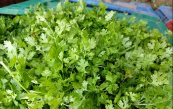 Coriander (Dhania)