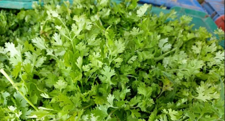 Coriander (Dhania)