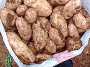 Potatoes in bulk